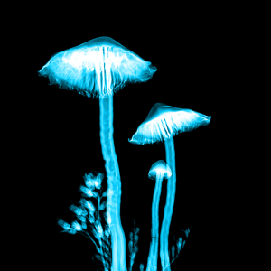 neon image of live magic mushrooms