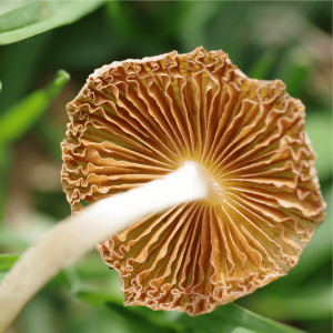 a close up image of the underside of an unharvested mushroom