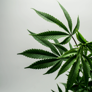 A close up of a green leafy cannabis plant