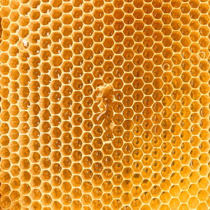 A hexagonal honeycomb