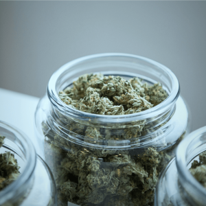Cannabis nugs stored in glass jars