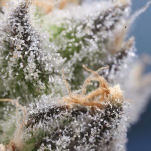 A zoomed-in image of cannabis trichomes