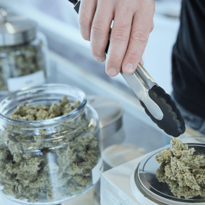 a person using tongs and a scale to weigh cannabis buds