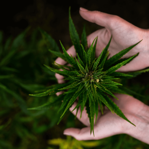 a hand holding a robust cannabis flower