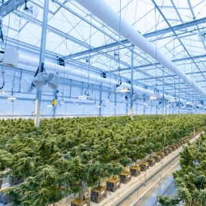 An indoor cannabis cultivation