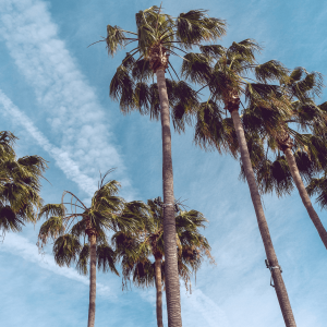 Alhambra California palm trees