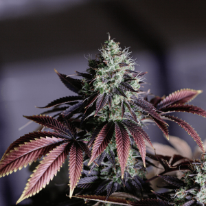 purple cannabis flower