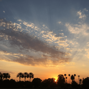 a sunset with palm tree silhouettes in riverside california