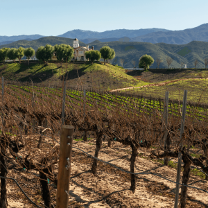 A vineyard in Temecula, CA