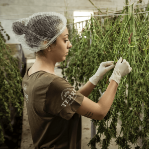 a woman harvesting a cannabis plant