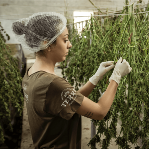 a woman harvesting cannabis plants