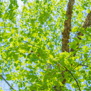 a tree with green leaves 