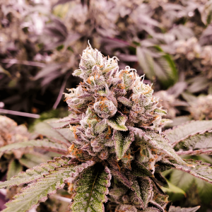 Trichome-dense cannabis flower