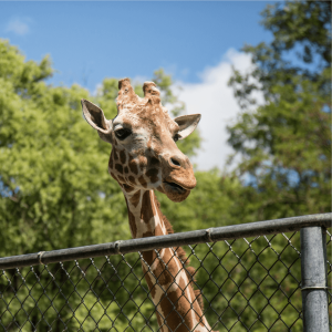 giraffe at a zoo