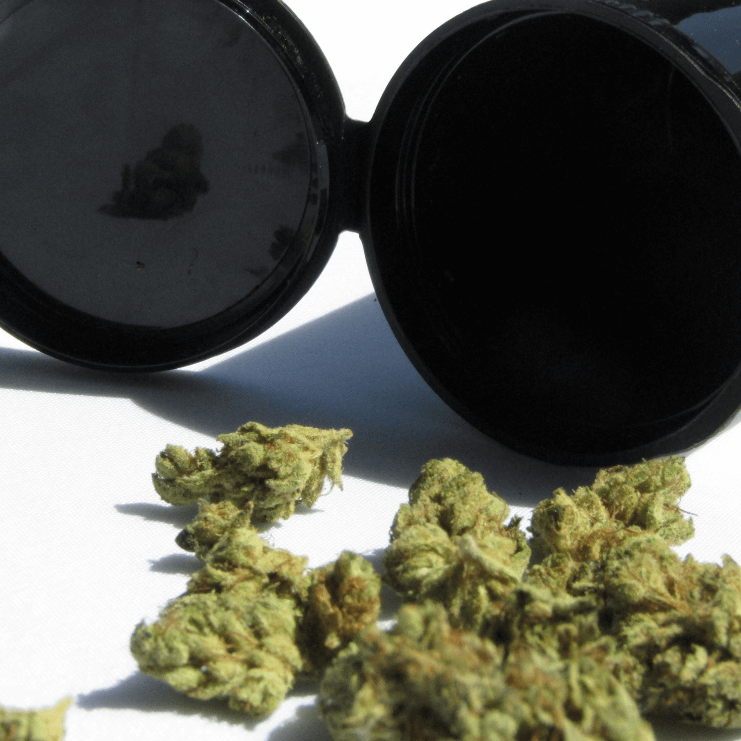 Maximizing Minis A Guide to Popcorn Buds