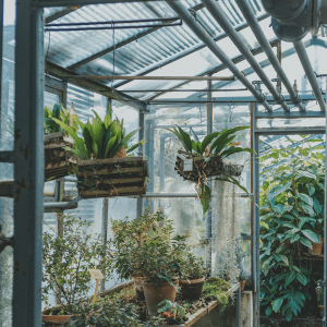 green plants in a green house