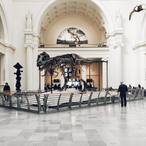 People inside looking at a dinosaur skeleton