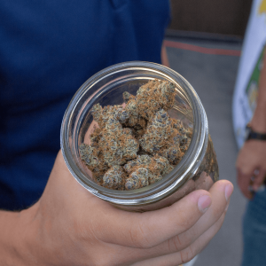 Cannabis buds in a clear glass jar