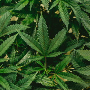 green cannabis leaves in a close up photo