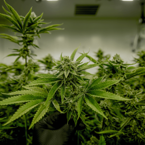 mature cannabis plants