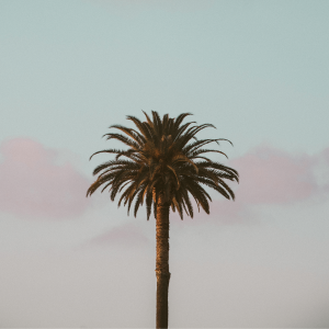 a plam tree against a cotton candy sky