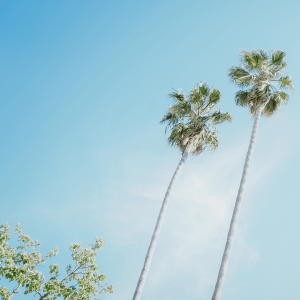 two palm trees under a blue sky