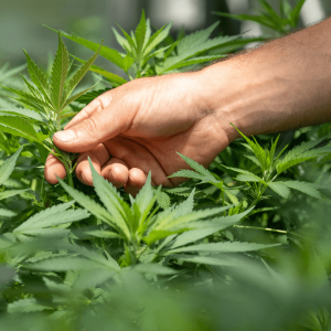 a person examining a cannabis leaf with ocimene terpene