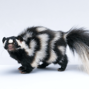 a photo of a skunk