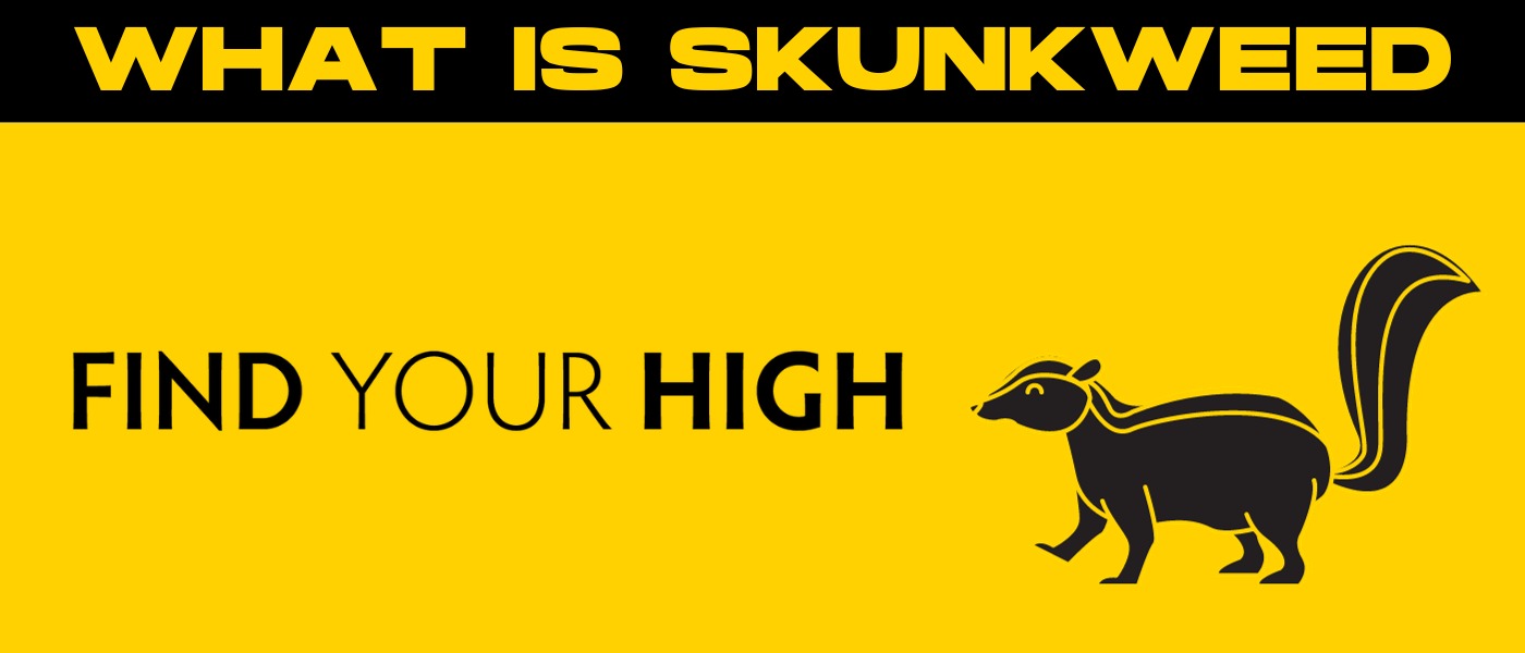 black and yellow banner image that says 'what is skunkweed'