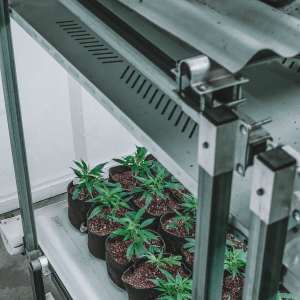 indoor grown cannabis plants in pots