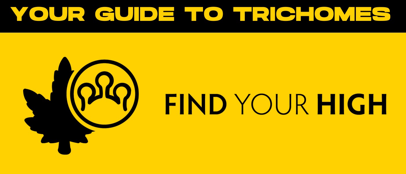 black and yellow banner image that says 'your guide to trichomes'