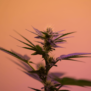 cannabis sativa plant against a pink and purple background