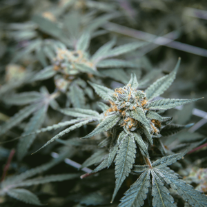 a mature cannabis plant