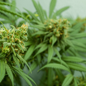 a close up photo of a female cannabis plant