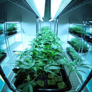 a neon cannabis grow room
