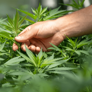 a person sifting through a marijuana crop