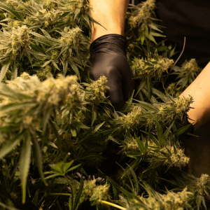 a person harvesting cannabis plants