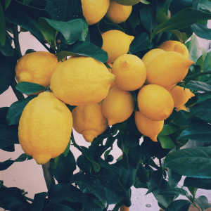 yellow lemons