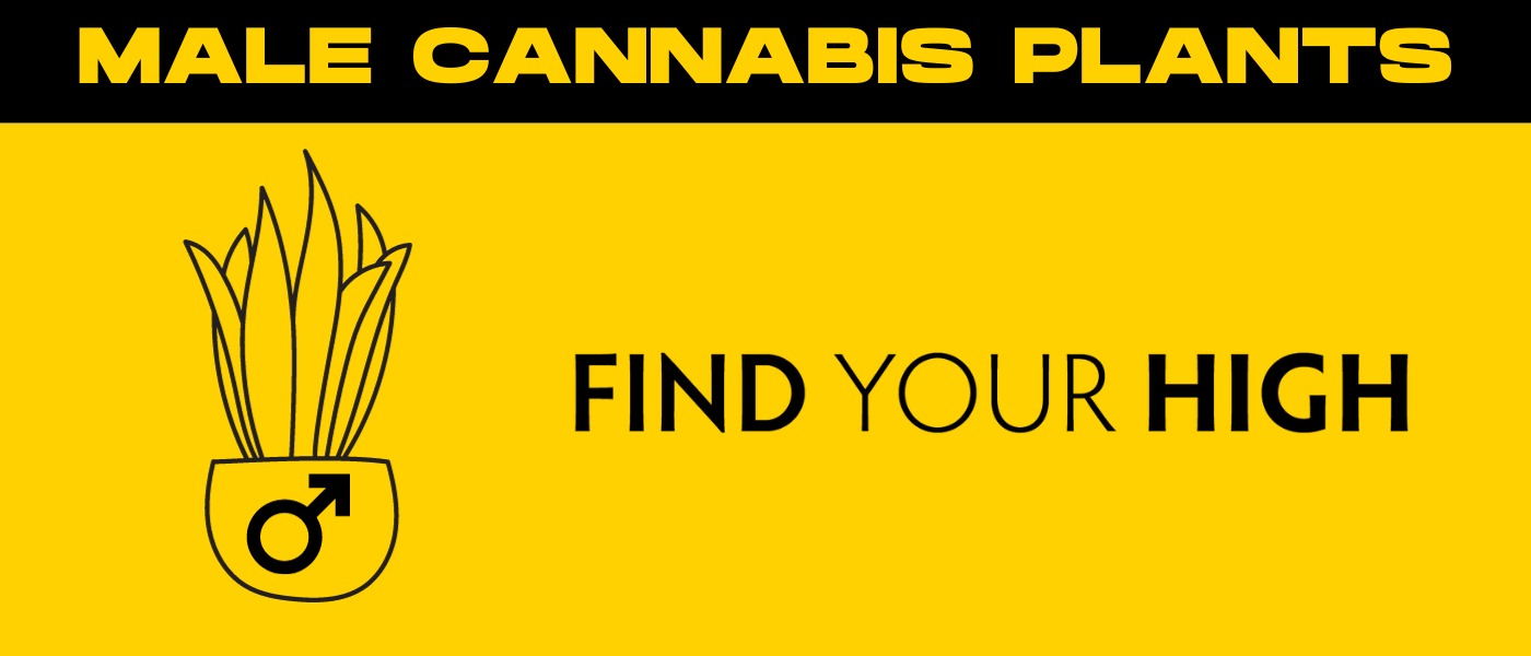 black and yellow banner image for male cannabis plant blog