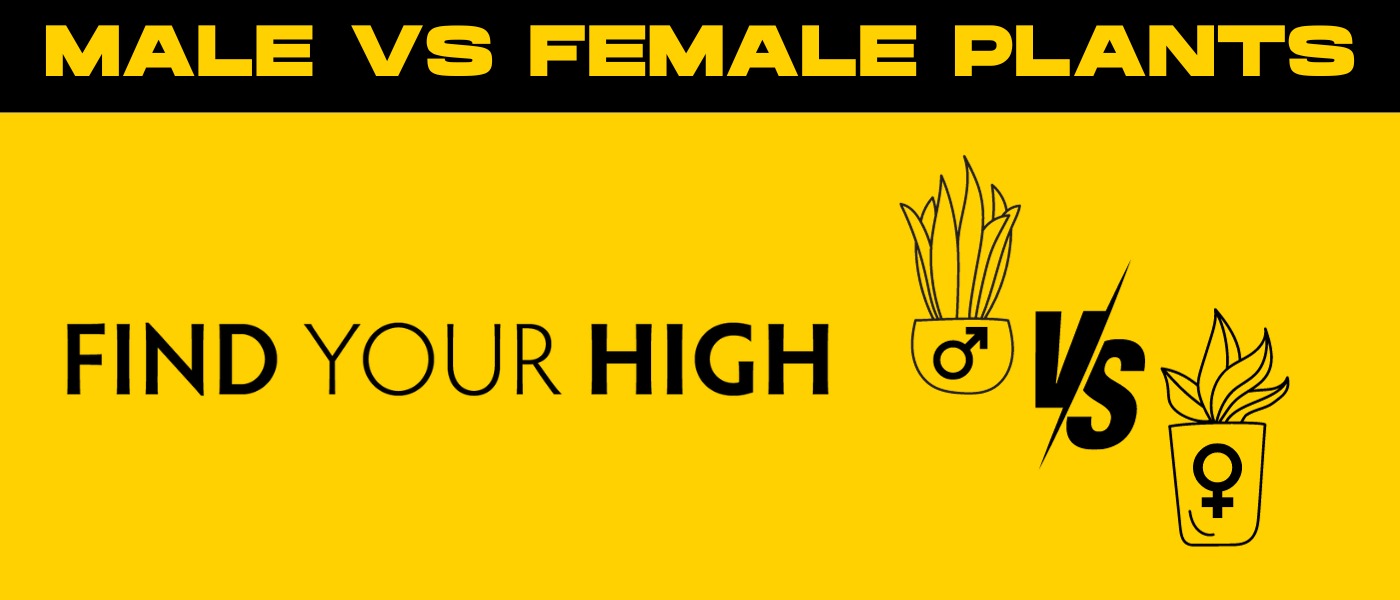 black and yellow banner image for male vs female weed plant blog