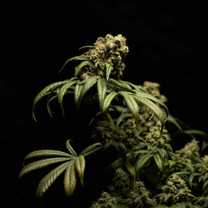 a mature cannabis plant