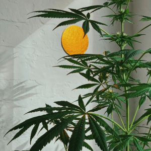 a tall cannabis plant growing in a grow room