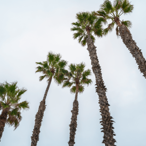 a group of palm trees in huntington beach
