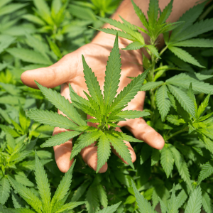 a person examining cannabis leaves