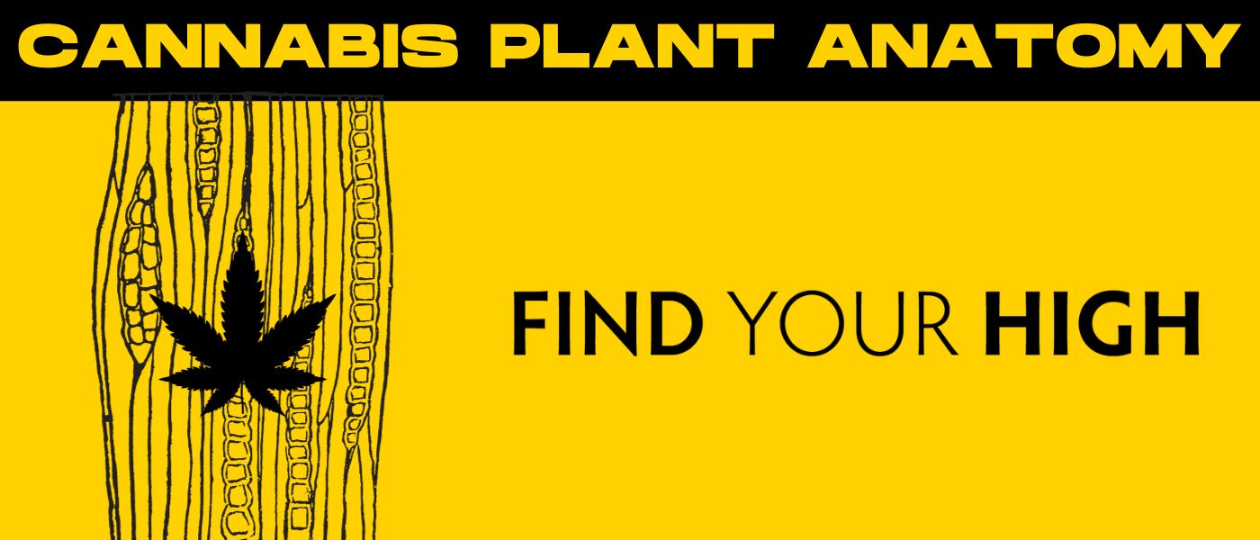 black and yellow banner image that says 'cannabis plant anatomy'