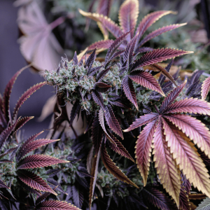 a purple and green female cannabis plant