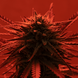 mature cannabis buds in a red room