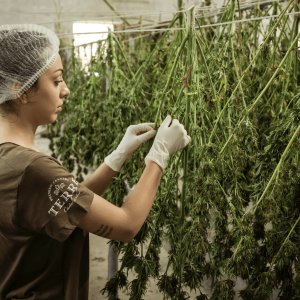 woman hang-drying cannabis