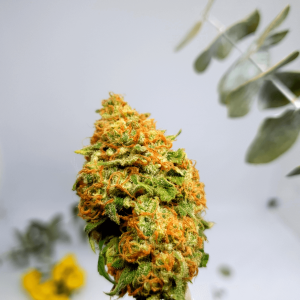 yellow and green cannabis bud