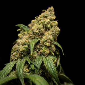 cannabis flower buds growing on a plant against a black background